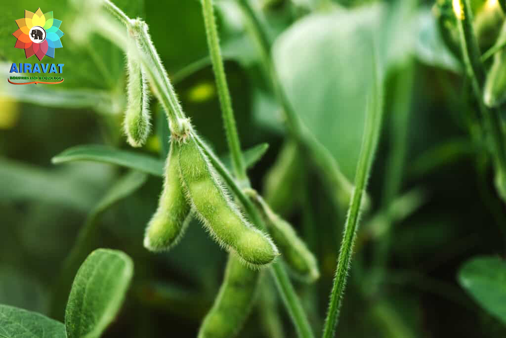 soya-plant